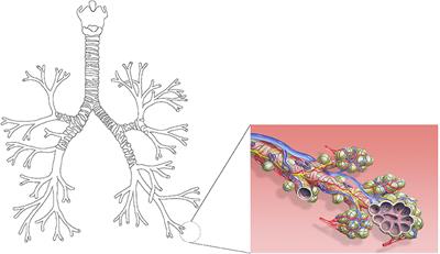 Modeling of the Transport and Exchange of a Gas Species in Lungs With an Asymmetric Branching Pattern. Application to Nitric Oxide